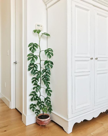 Plantes tendance au feuillage graphique
