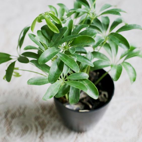 Les 8 plantes qui s'adapteront bien à l'éclairage artificiel de votre espace de travail