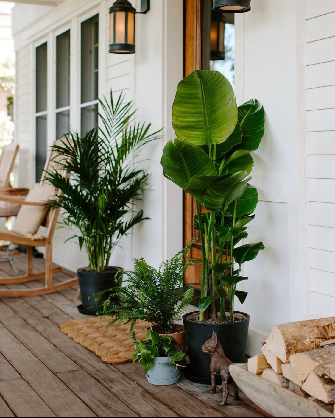 Vérification de vos plantes de maison en vacances sur votre balcon ou votre terrasse