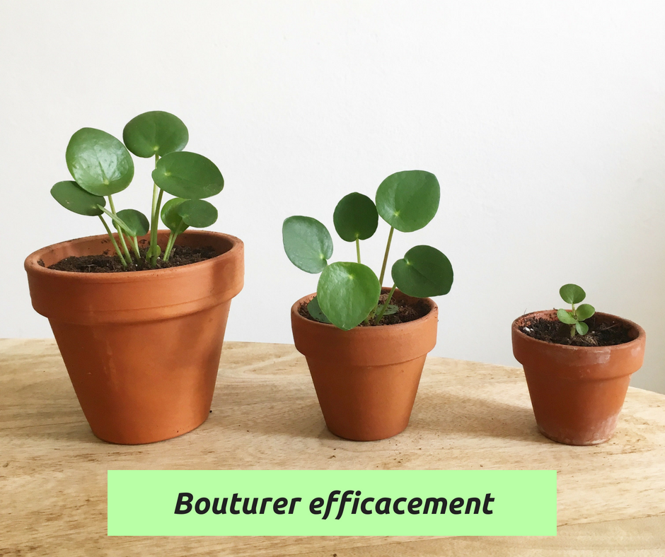 Produire de nouvelles plantes avec des boutures en 10 étapes faciles