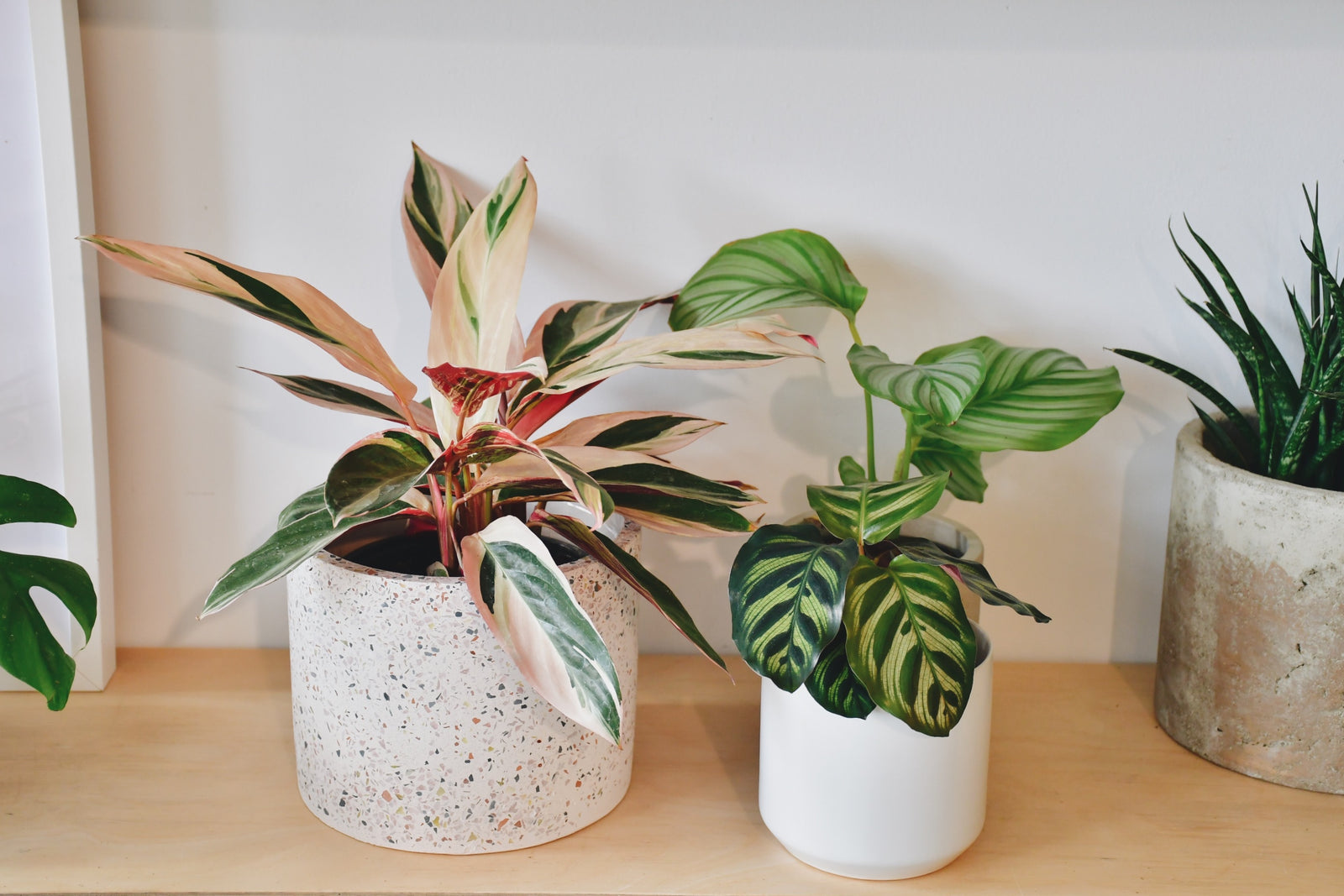 Calathea et Stromanthe : Culture et entretien