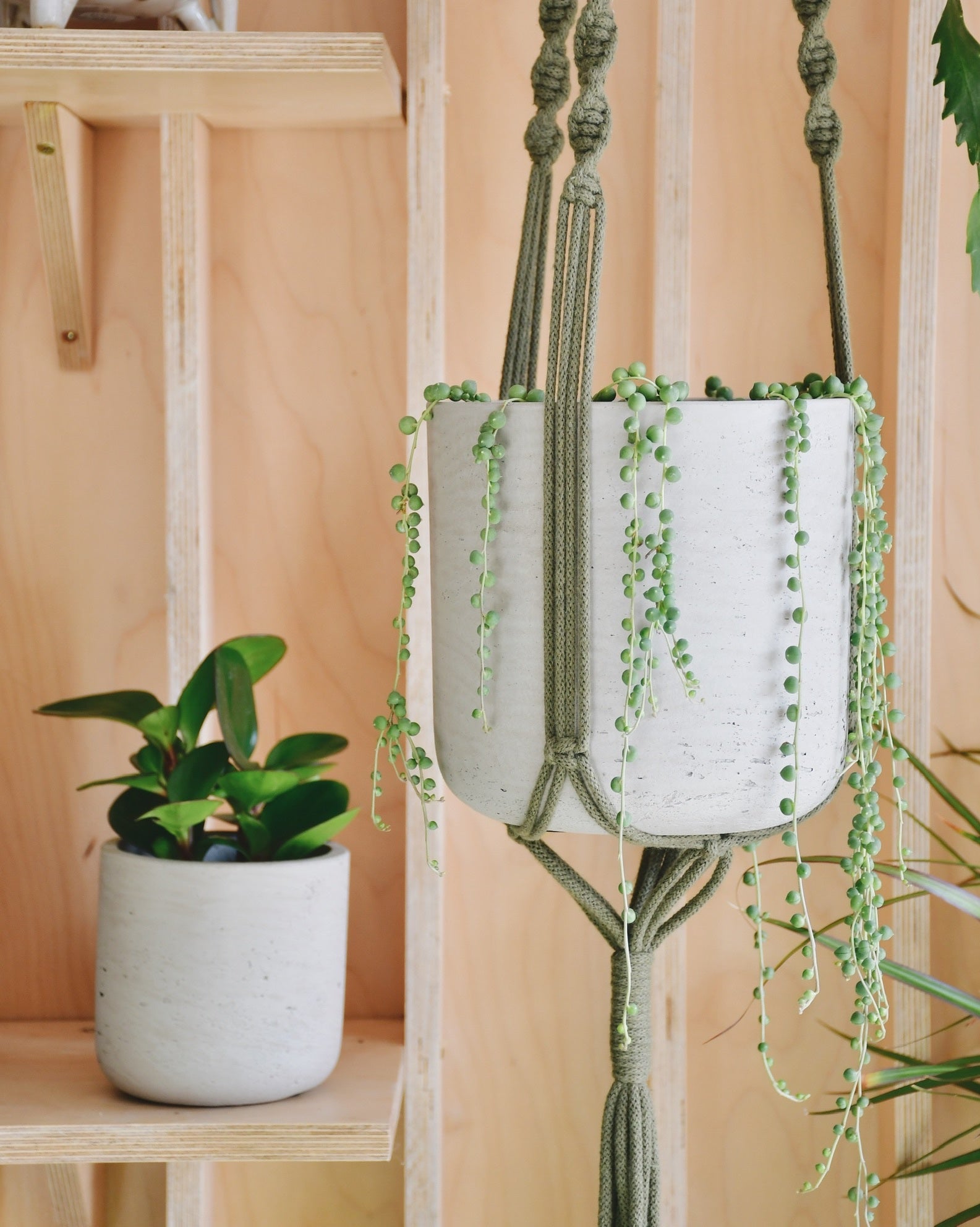 Senecio "collier de perles" : Culture et entretien