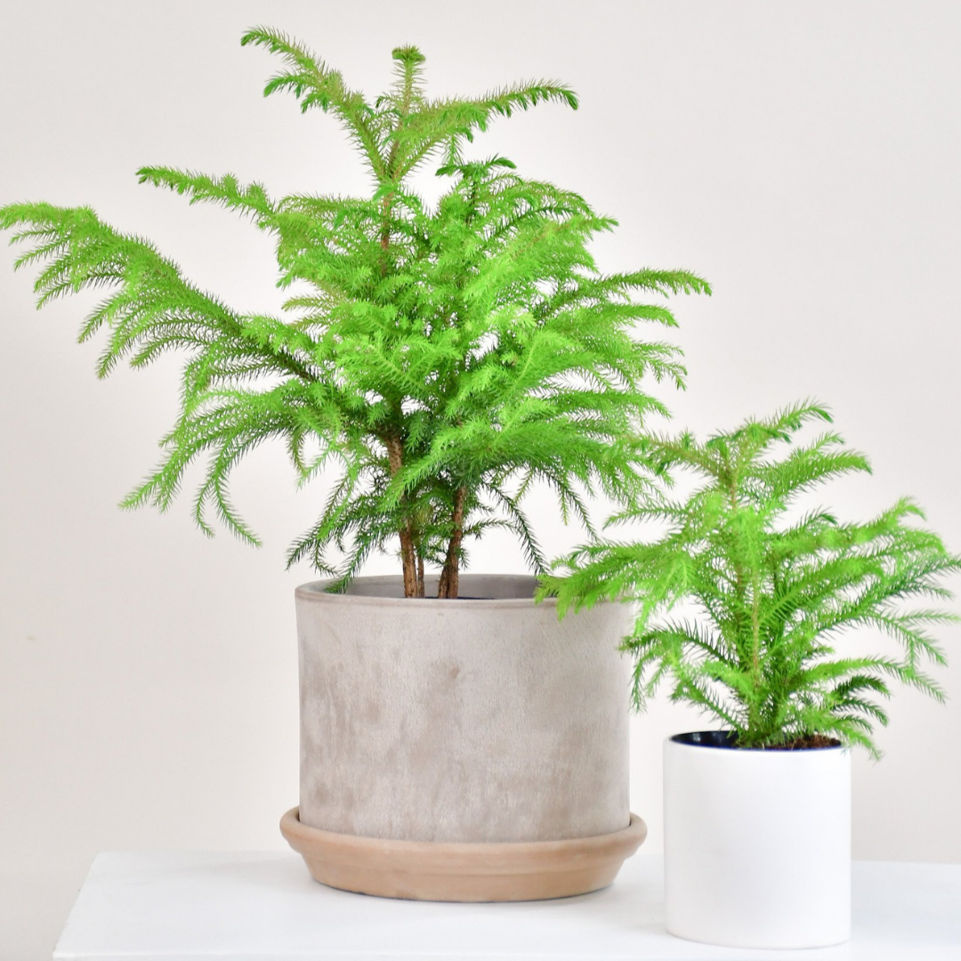 Tout savoir sur l’Araucaria heterophylla