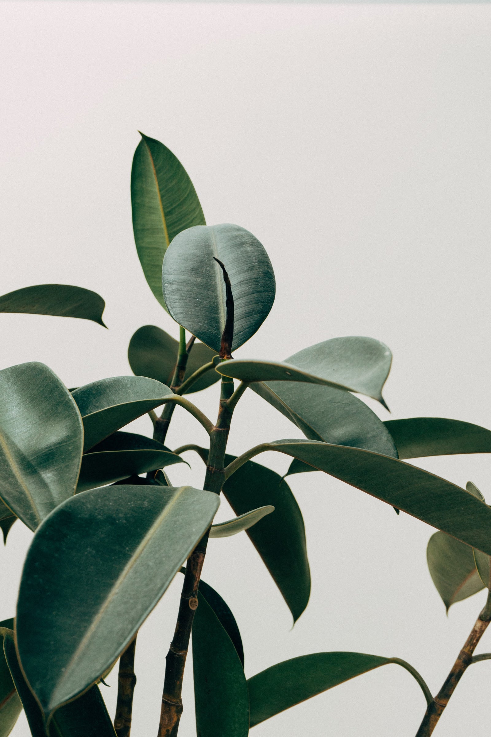 Vérification automnale des plantes entrées dans la maison en fin d’été