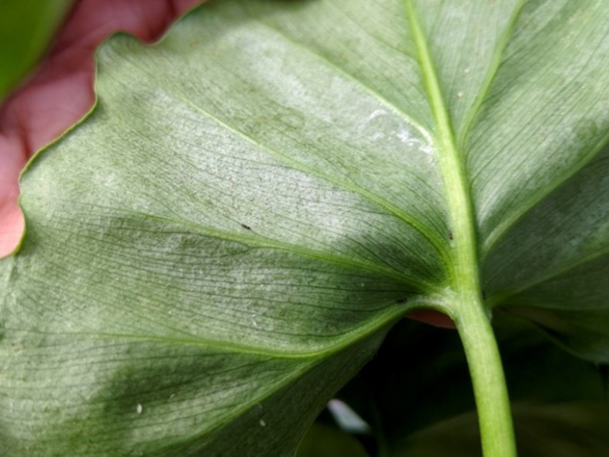Comment identifier et éliminer les thrips