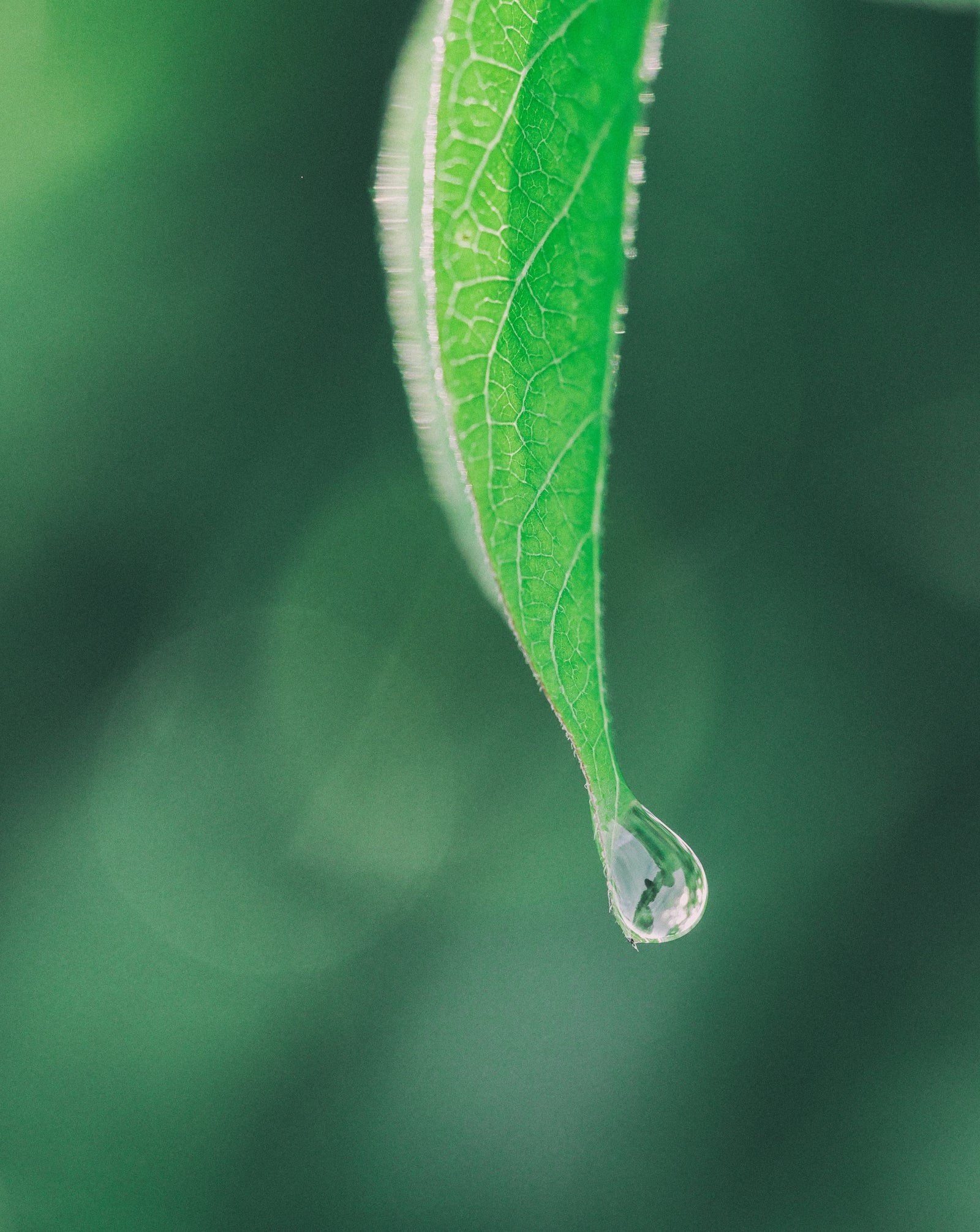 L'arrosage des plantes d'intérieur