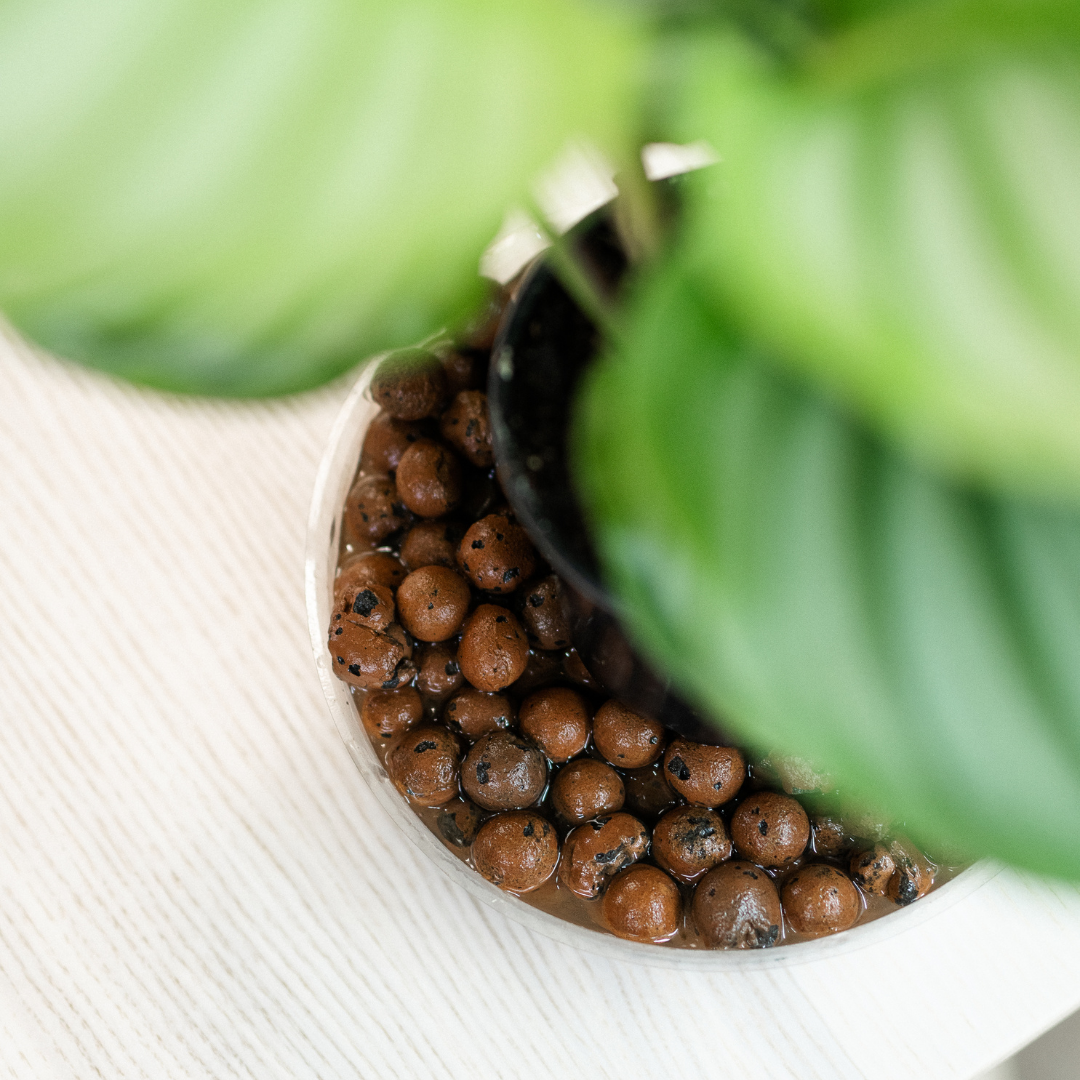 Comment augmenter l'humidité ambiante des plantes d'intérieur