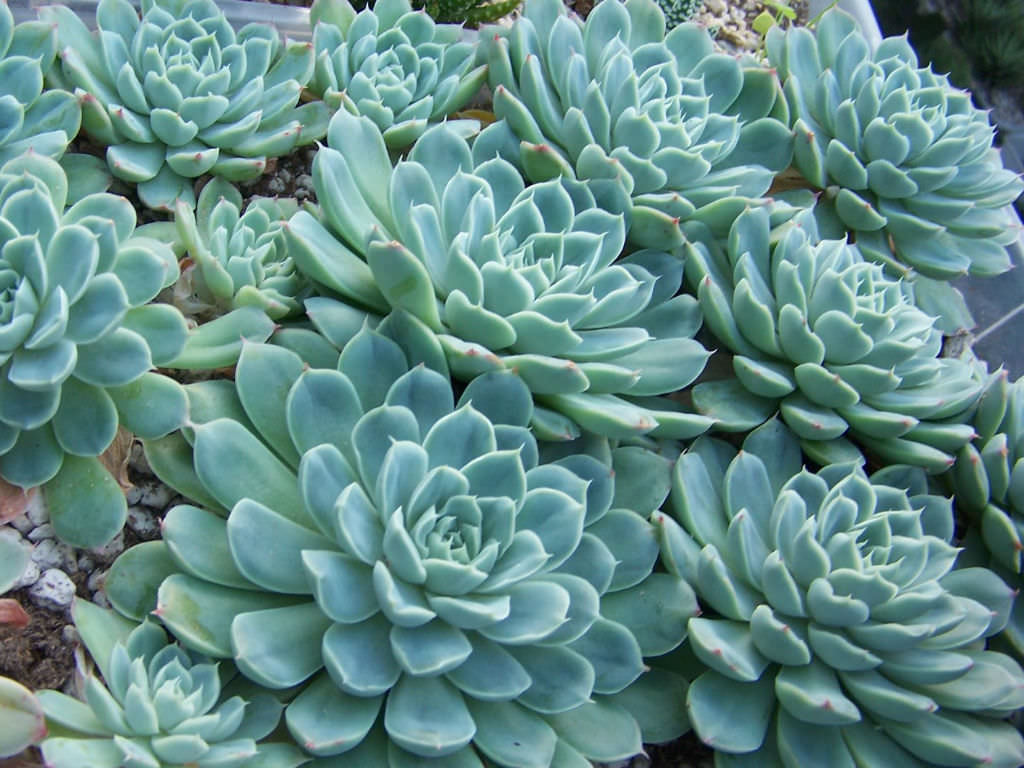 10 plantes de maison à sortir à l’extérieur durant l’été