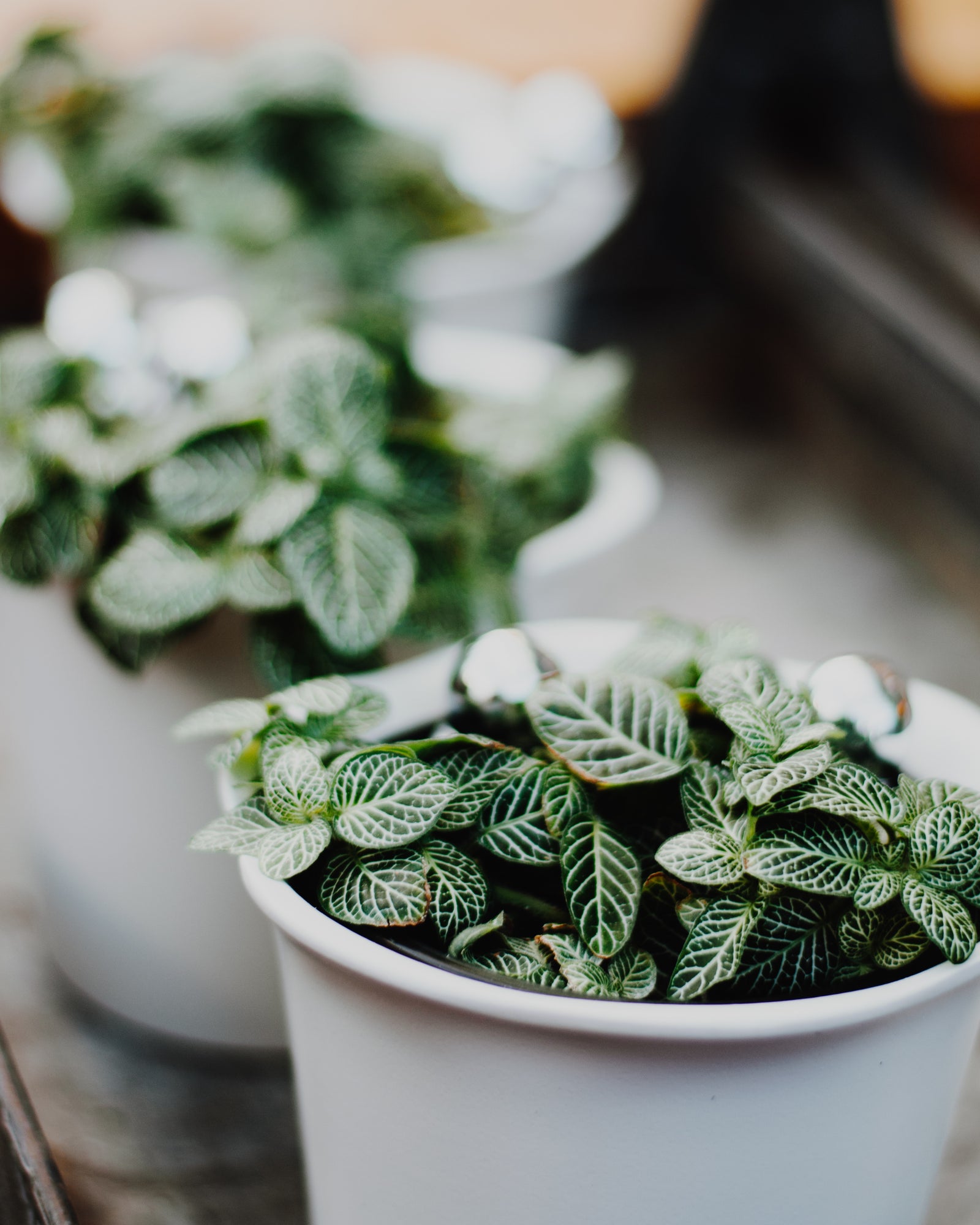 Choisir la bonne plante en boutique