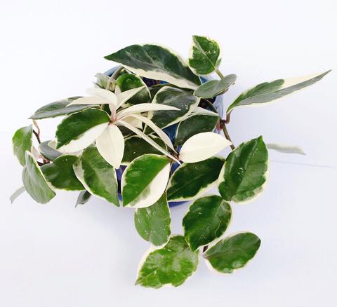 Plantes au feuillage panaché : choix et entretien