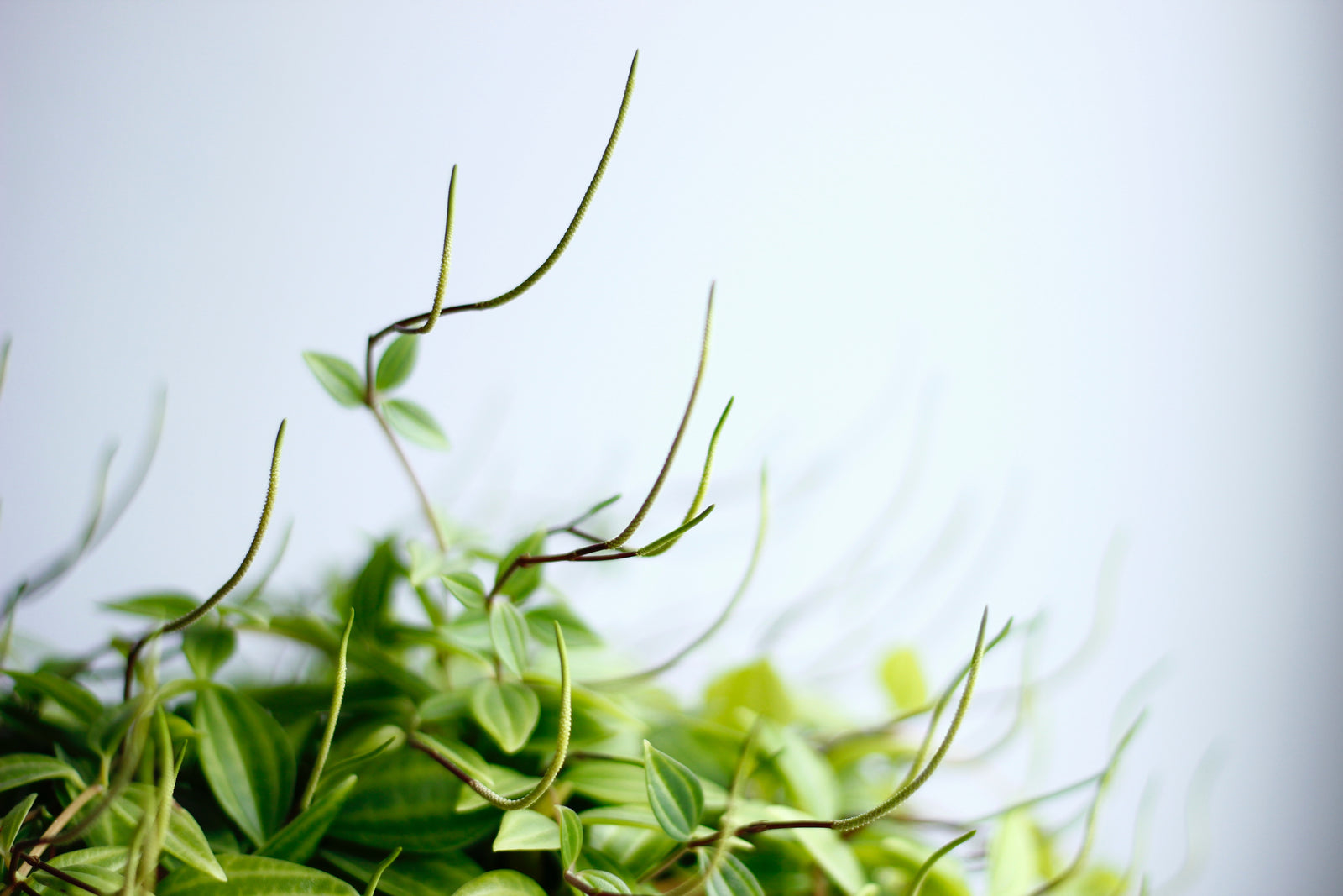 Tout savoir sur la fertilisation des plantes d'intérieur