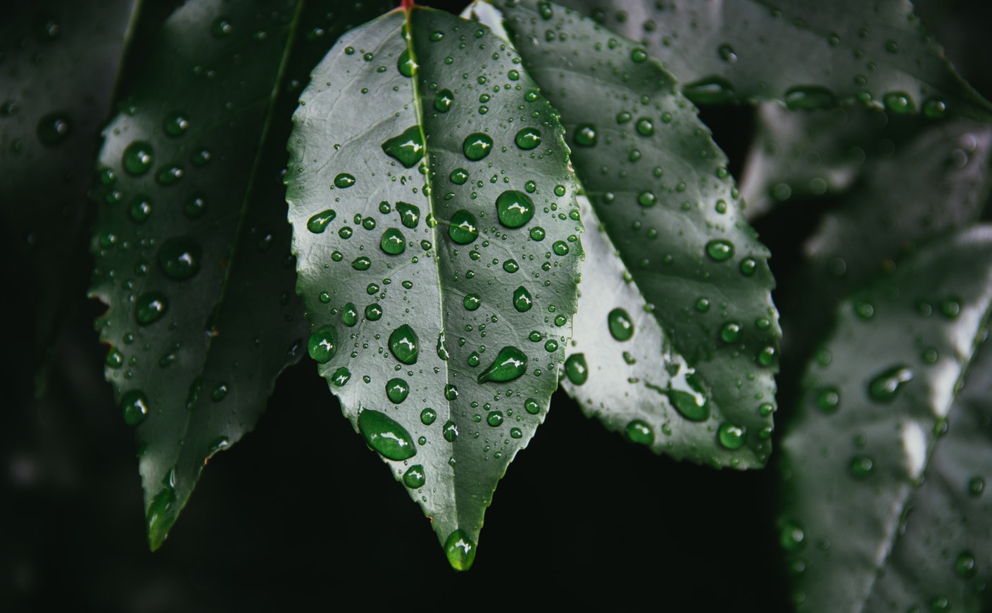 Tout sur le nettoyage des plantes