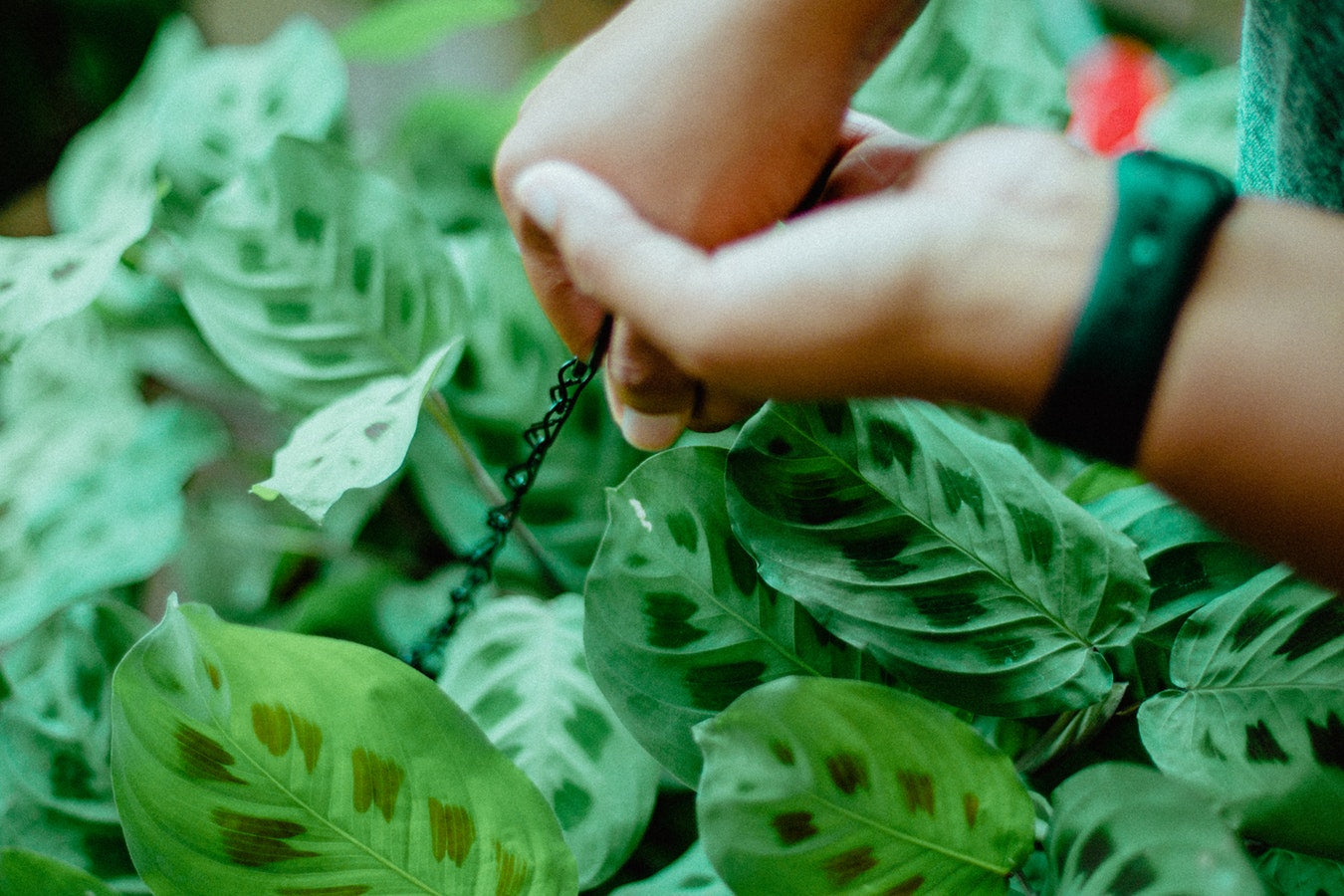 Comment traiter les plantes d'intérieur victimes d'une infestation