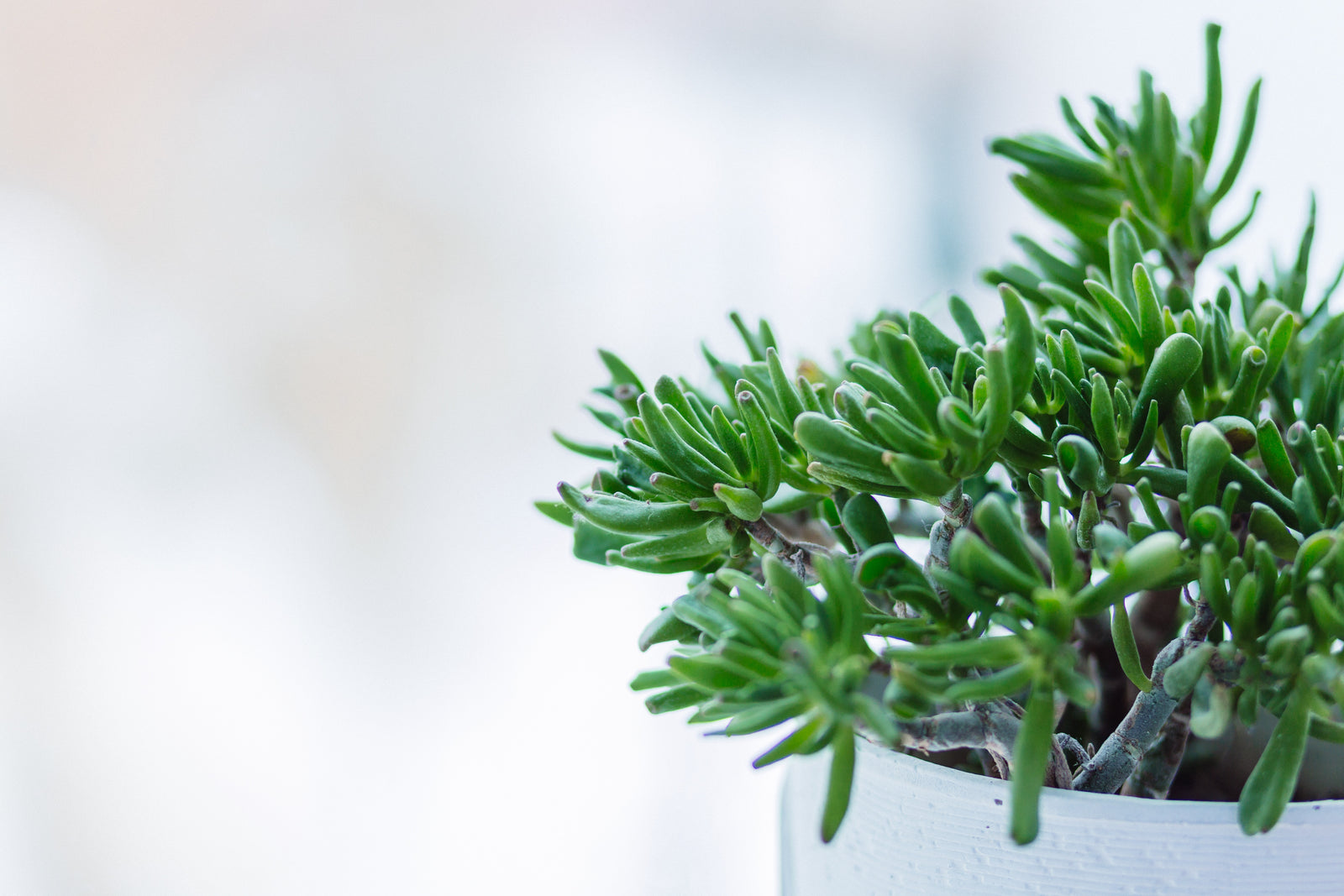 Acclimatation des plantes de maison à l'extérieur