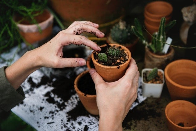 Rempotage et surfaçage pour la santé de vos plantes