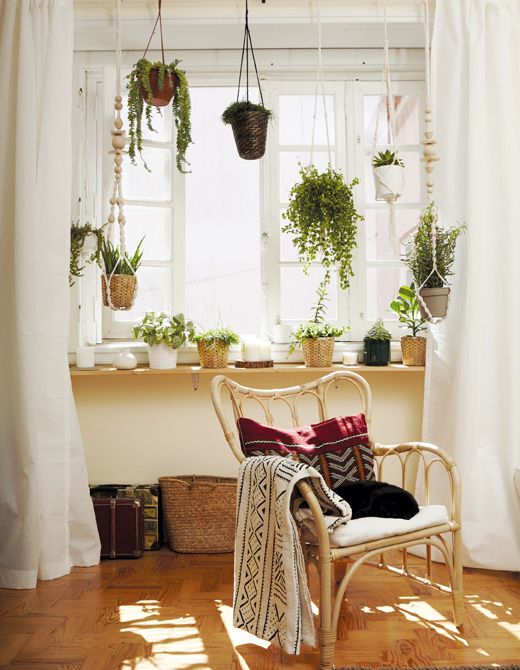 L’acclimatation à l’intérieur des plantes de maison sorties à l’extérieur durant l’été