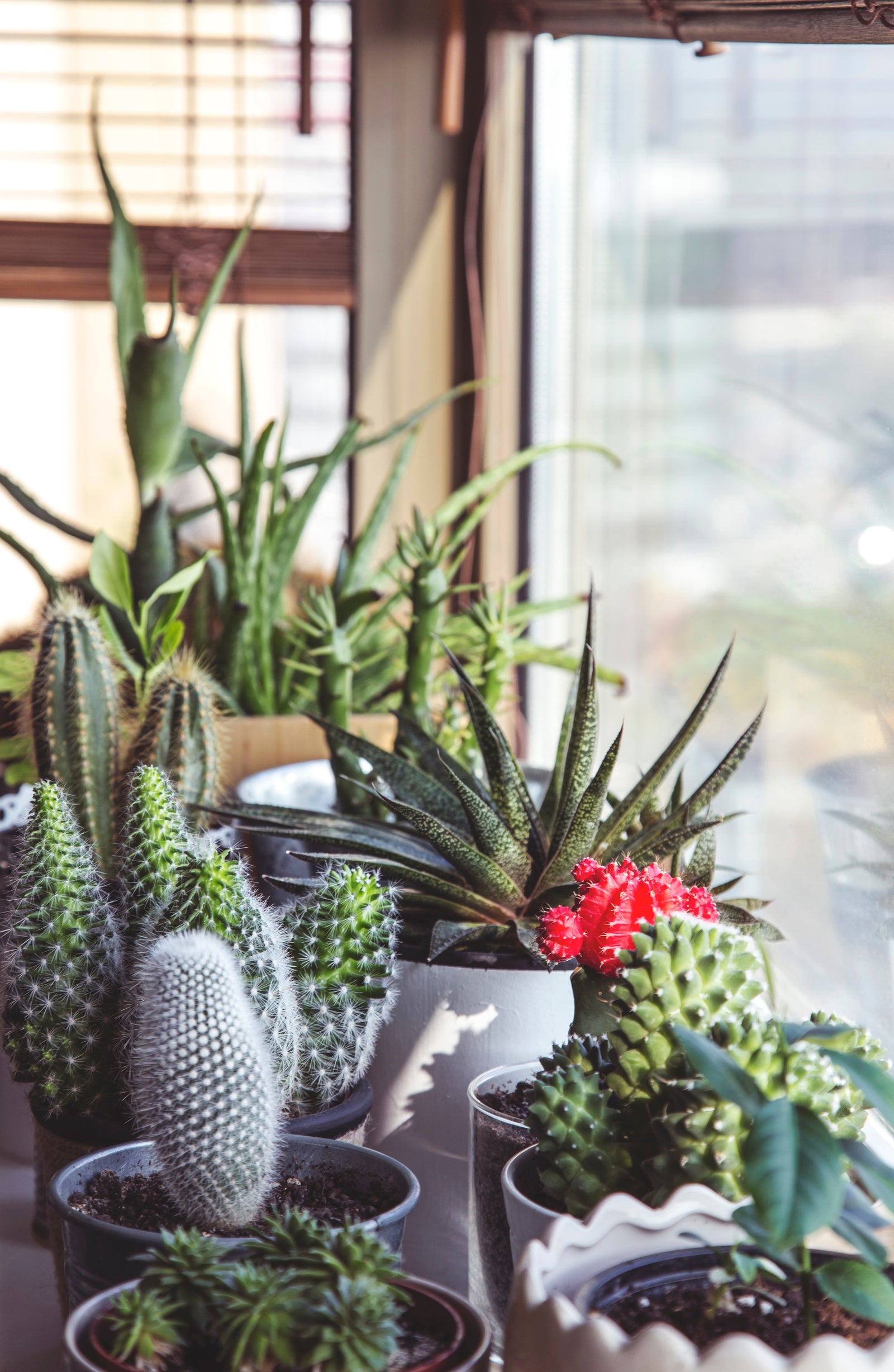 Éclairage des plantes d'intérieur