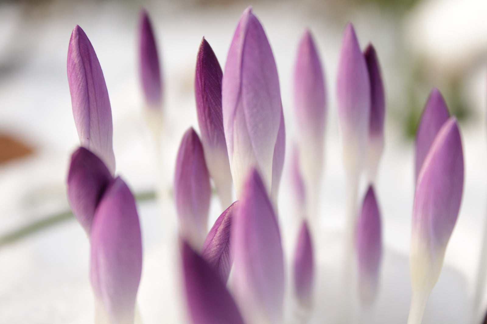 Comment faire refleurir les plantes d’intérieur?