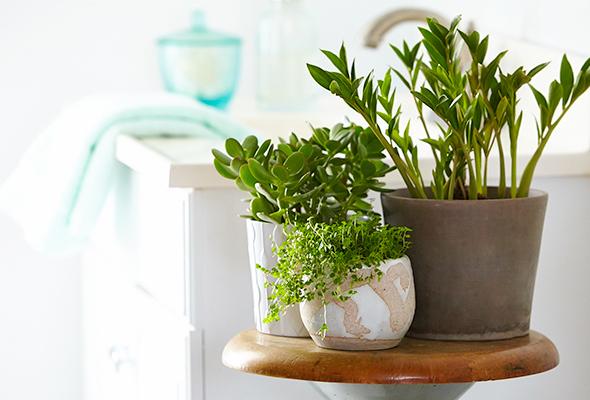 9 magnifiques plantes qui se plairont dans votre salle de bain