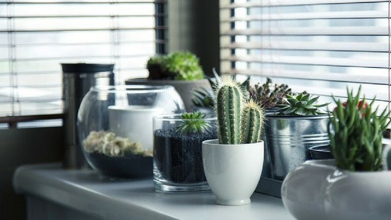 Quelques erreurs à éviter lors de l’entretien de nos plantes de maison durant l’hiver