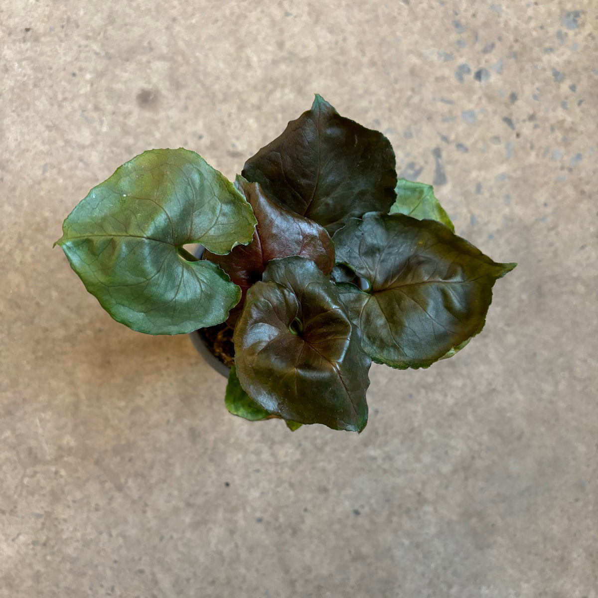 Syngonium Red Plum Allusion