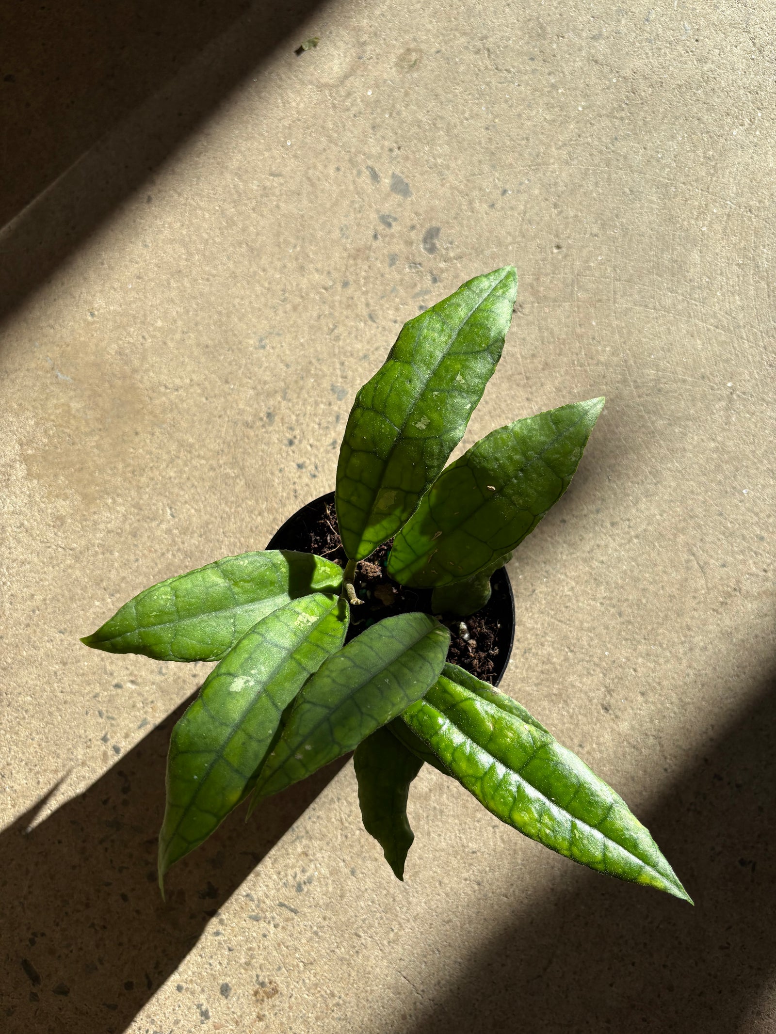 Hoya finlaysonii