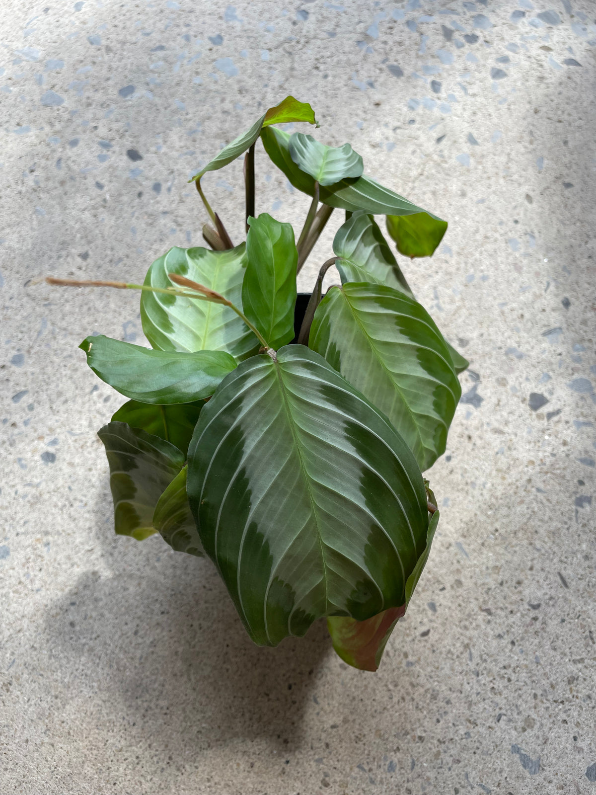 Maranta « Silver Band »