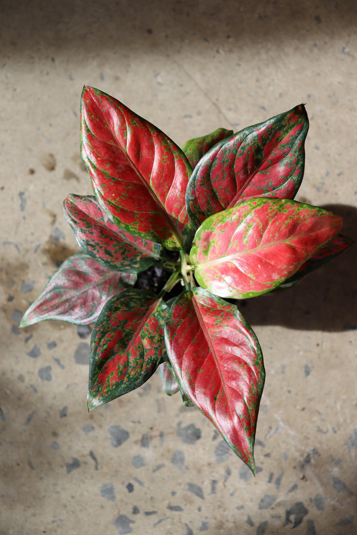 Aglaonema « Ruby Ray »
