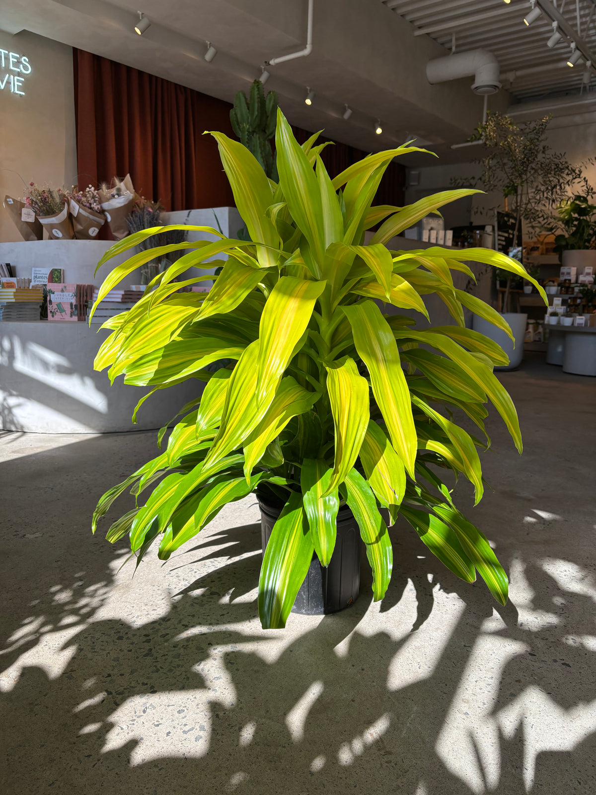 Dracaena Bronze Bay