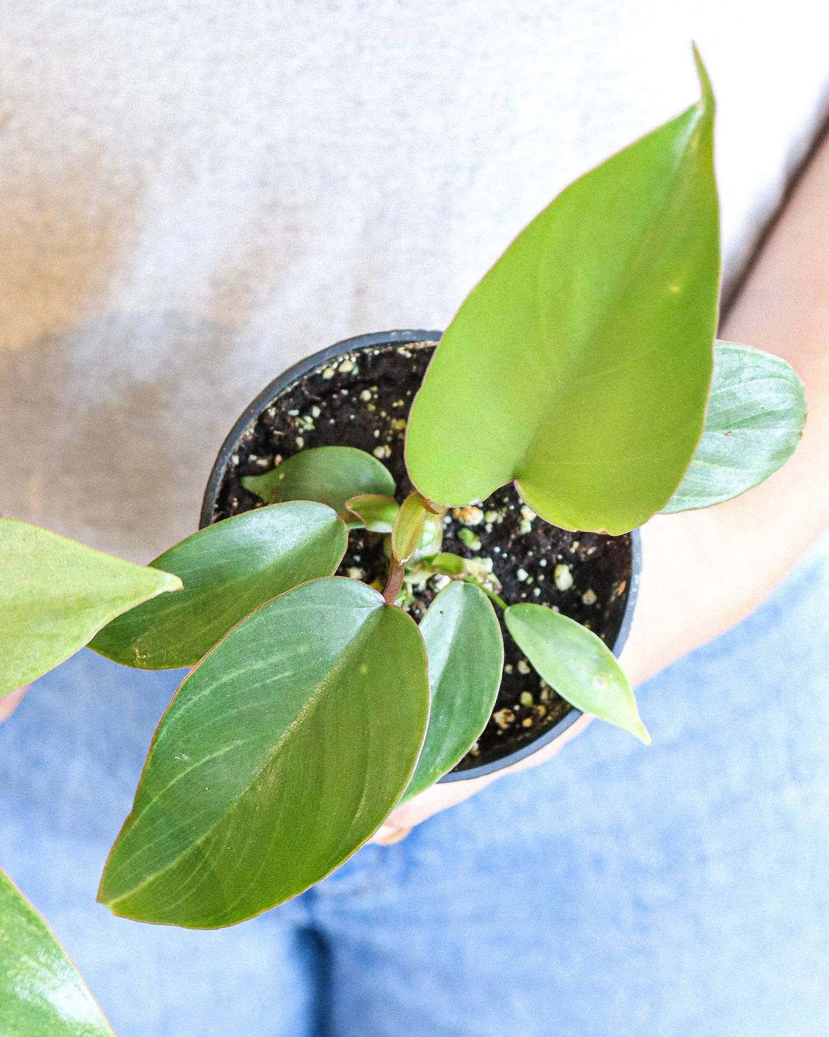 Philodendron « Mayoi »