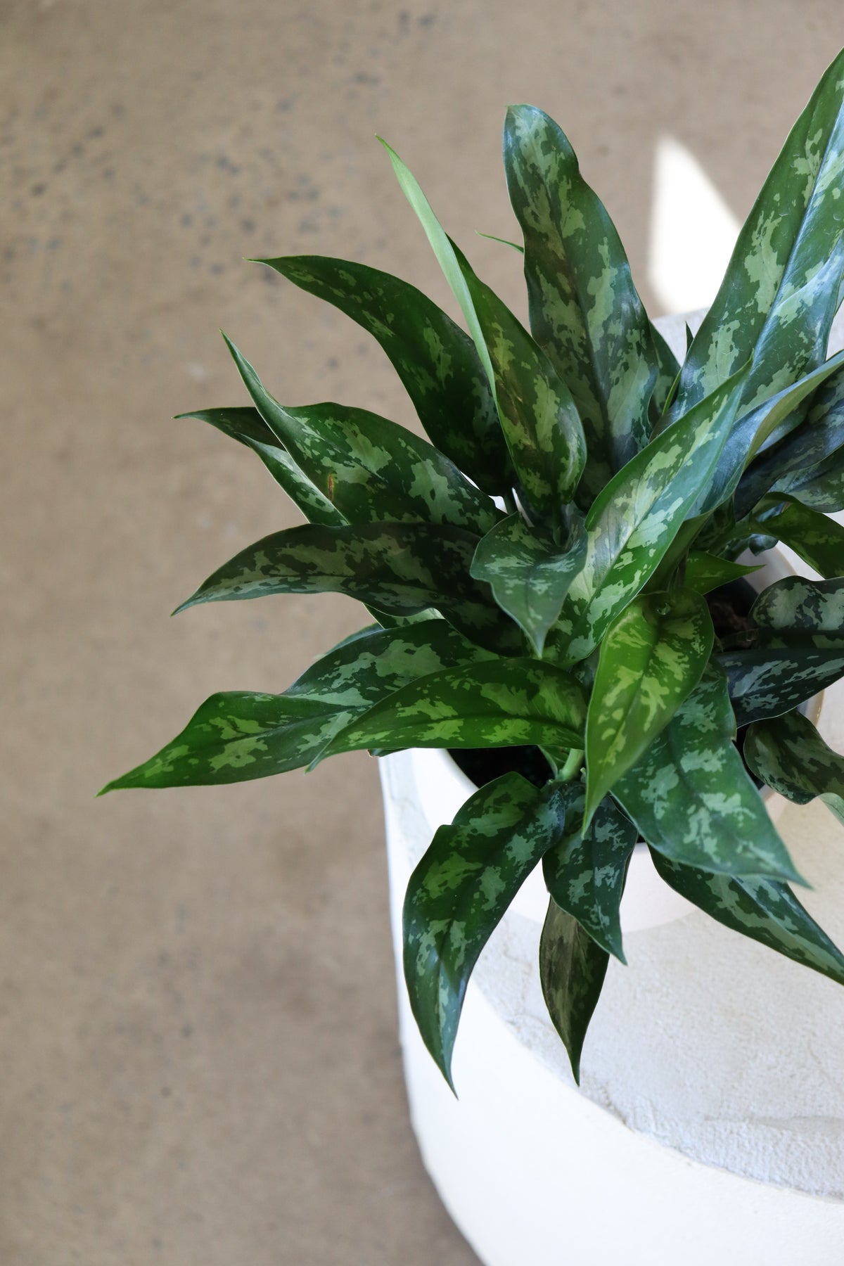 Aglaonema « Maria » 