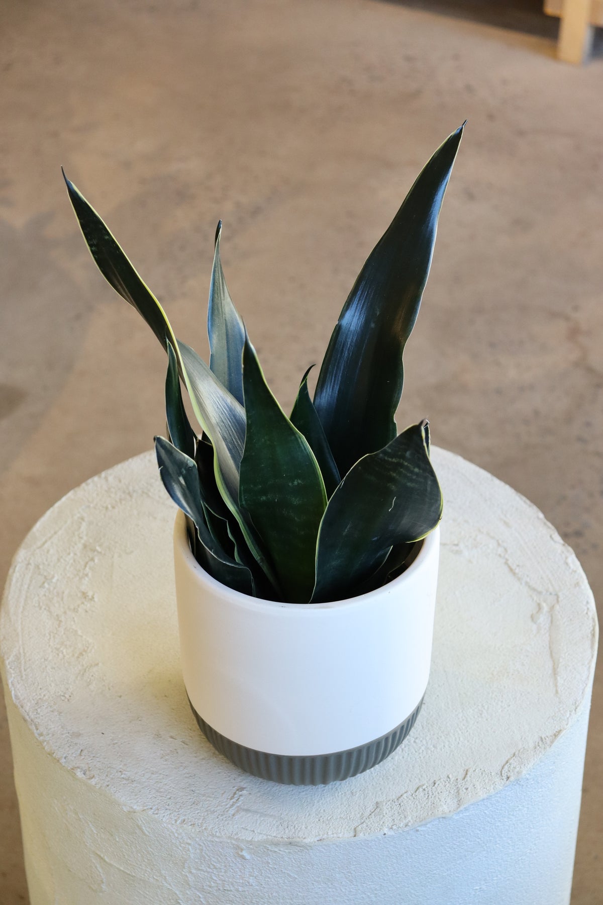 Sansevière Black Dragon