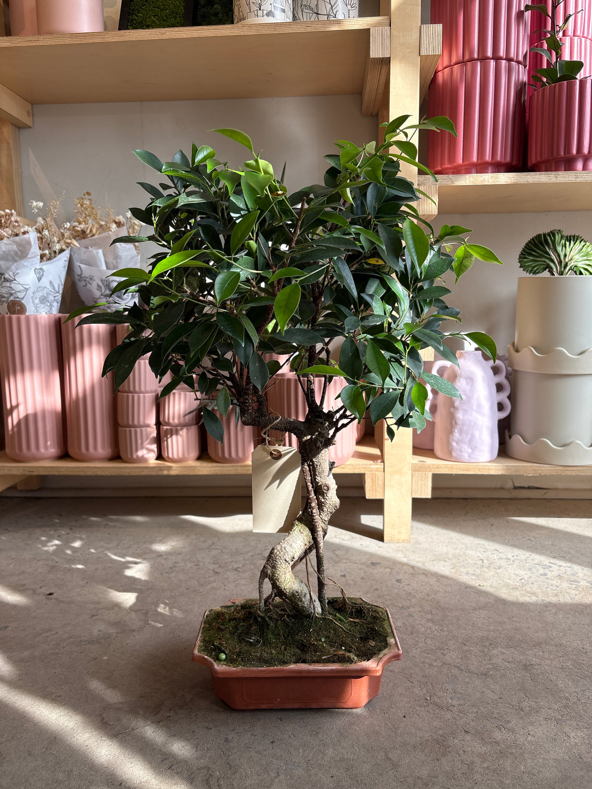 Ficus microcarpa « Ginseng »