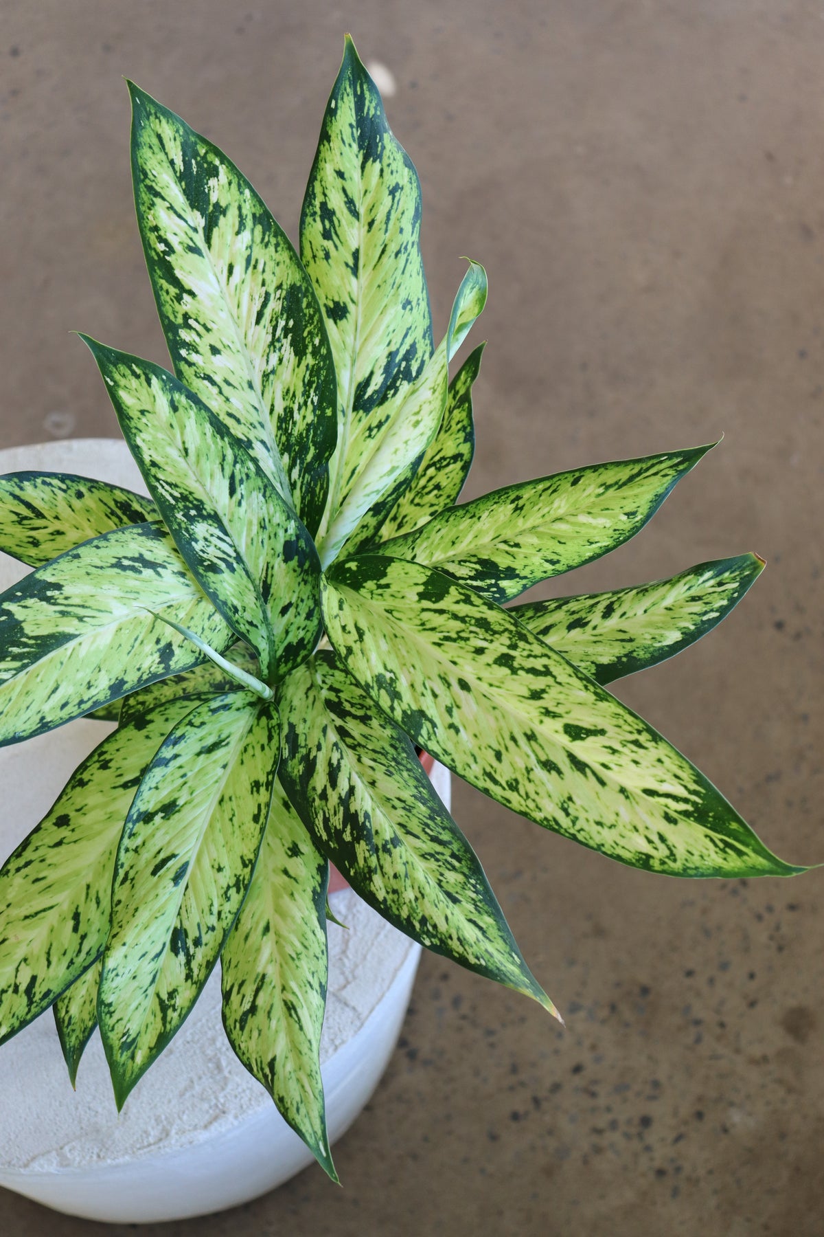 Dieffenbachia seguine « Starbright »