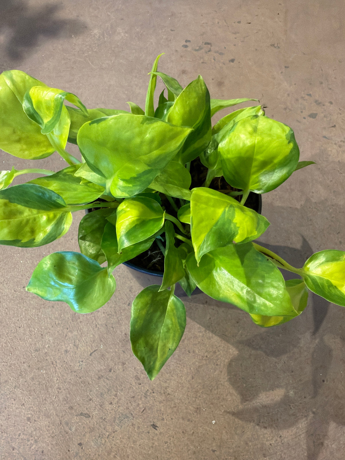 Pothos - Epipremnum aureum «Neon Joy»