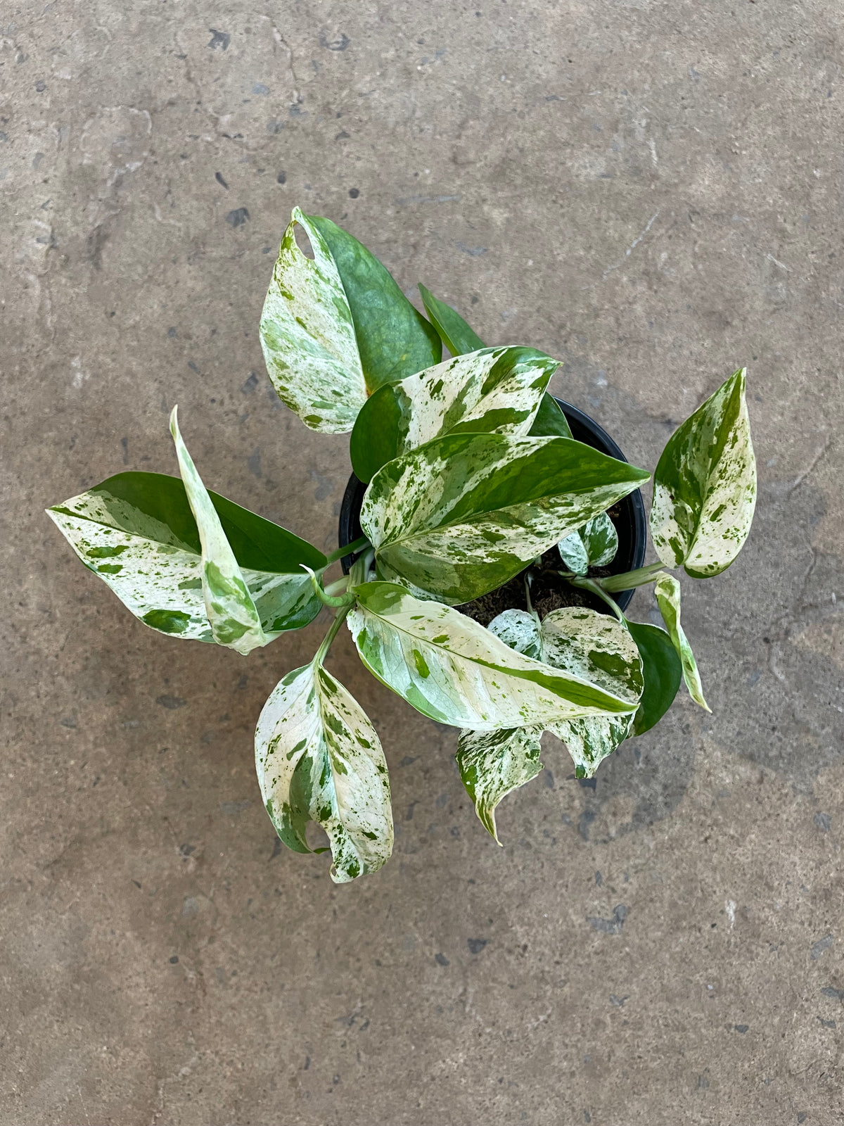 Epipremnum Pinnatum Marble Flame