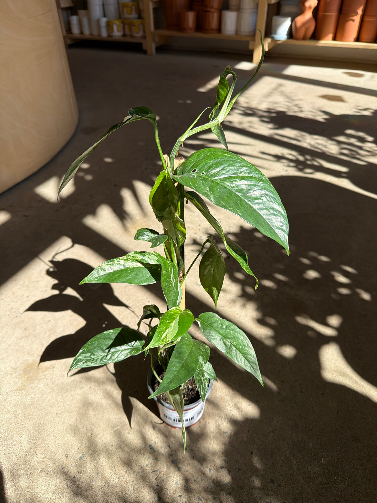 Pothos - Epipremnum pinnatum «Albo »