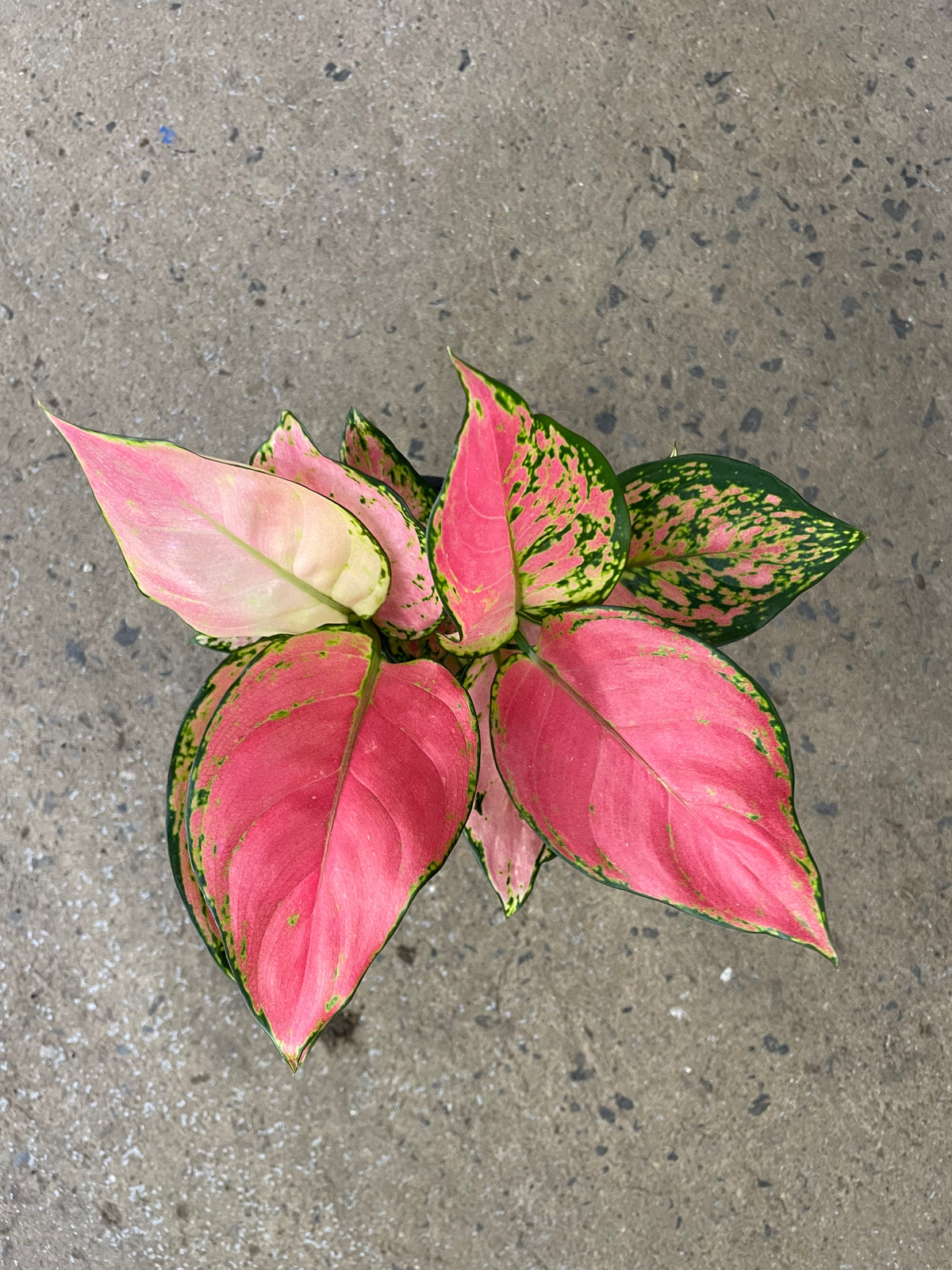 Aglaonema Communatum Rouge