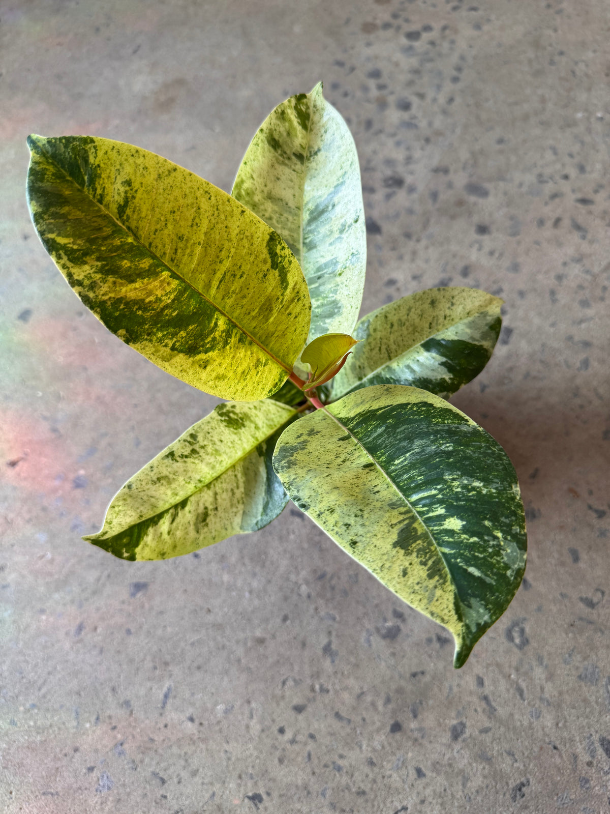 Ficus elastica shivereana « Moonshine »