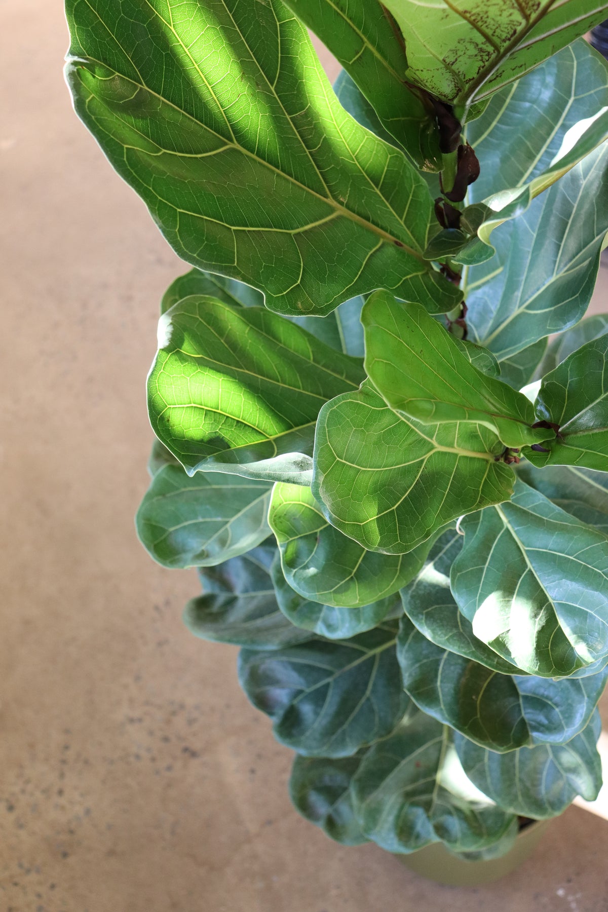 Ficus lyrata