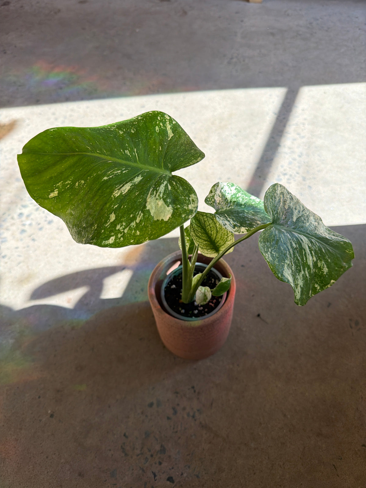 Monstera deliciosa « White Monster »