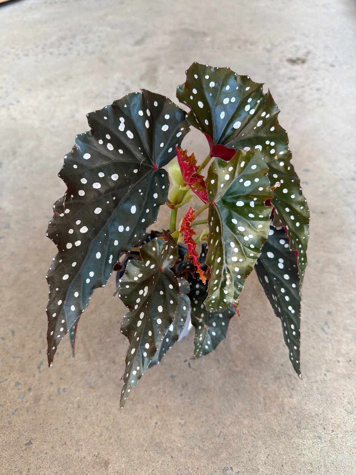 Begonia maculata « Black Forest »