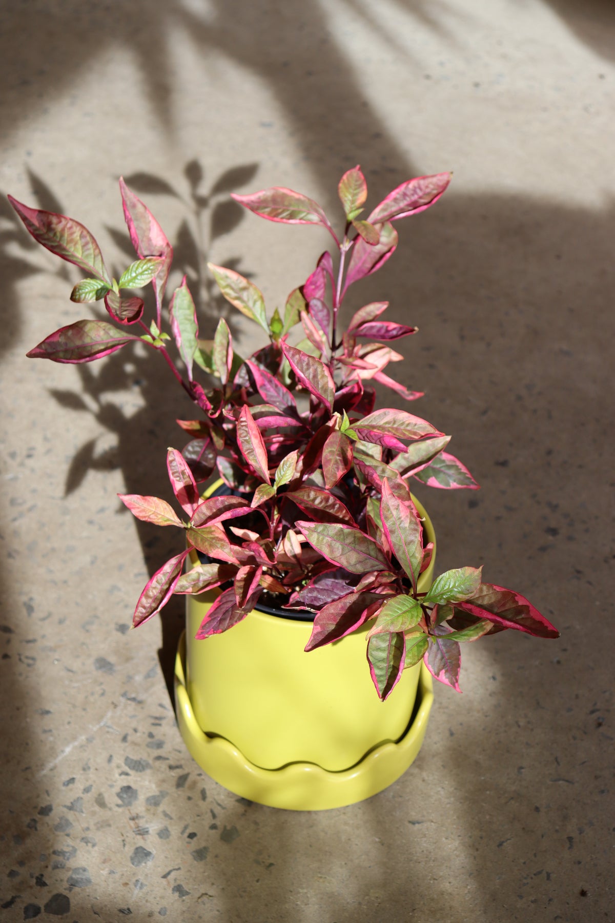 Alternanthera ficoides « Party Time »