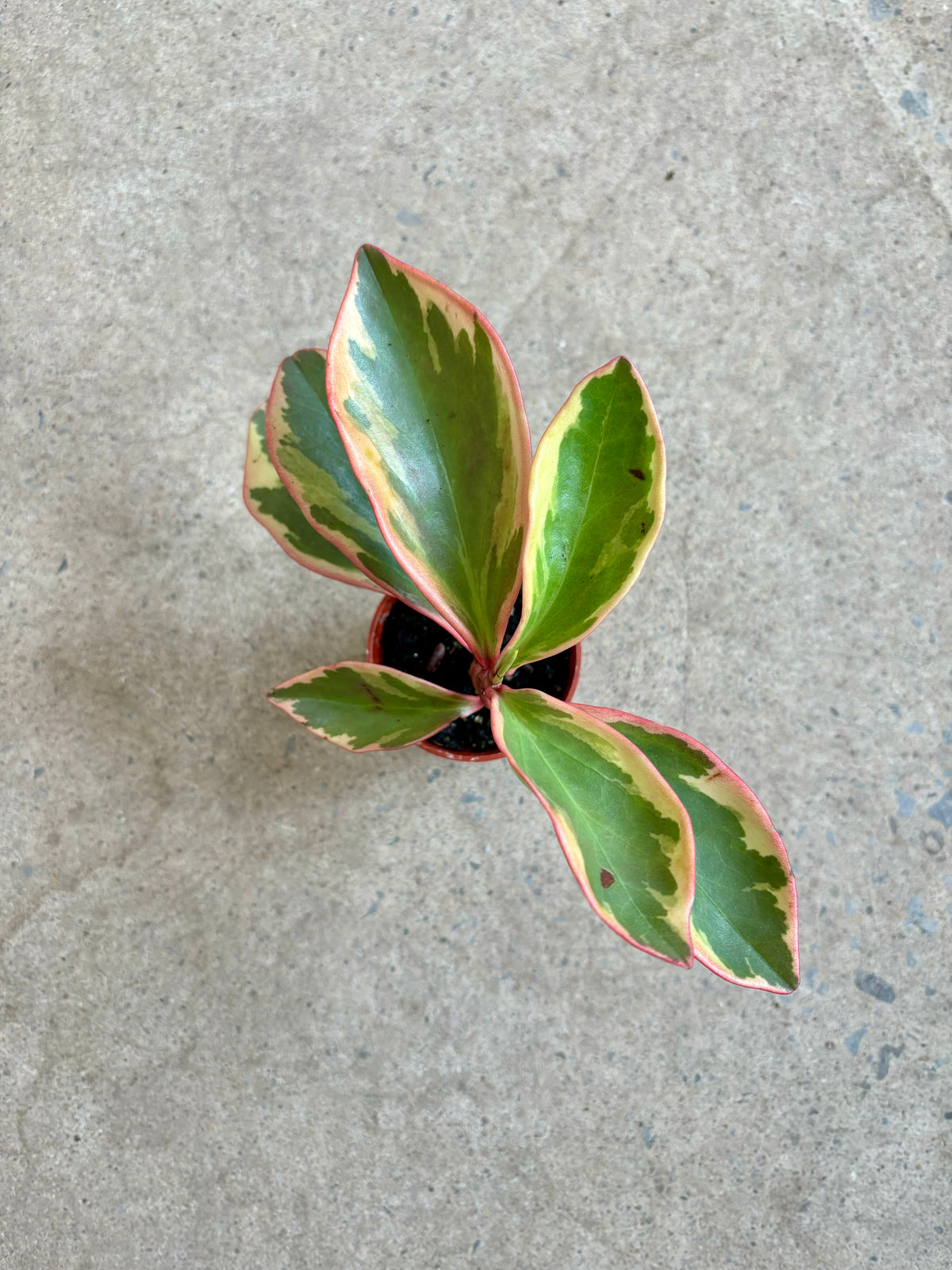 Peperomia Jelly