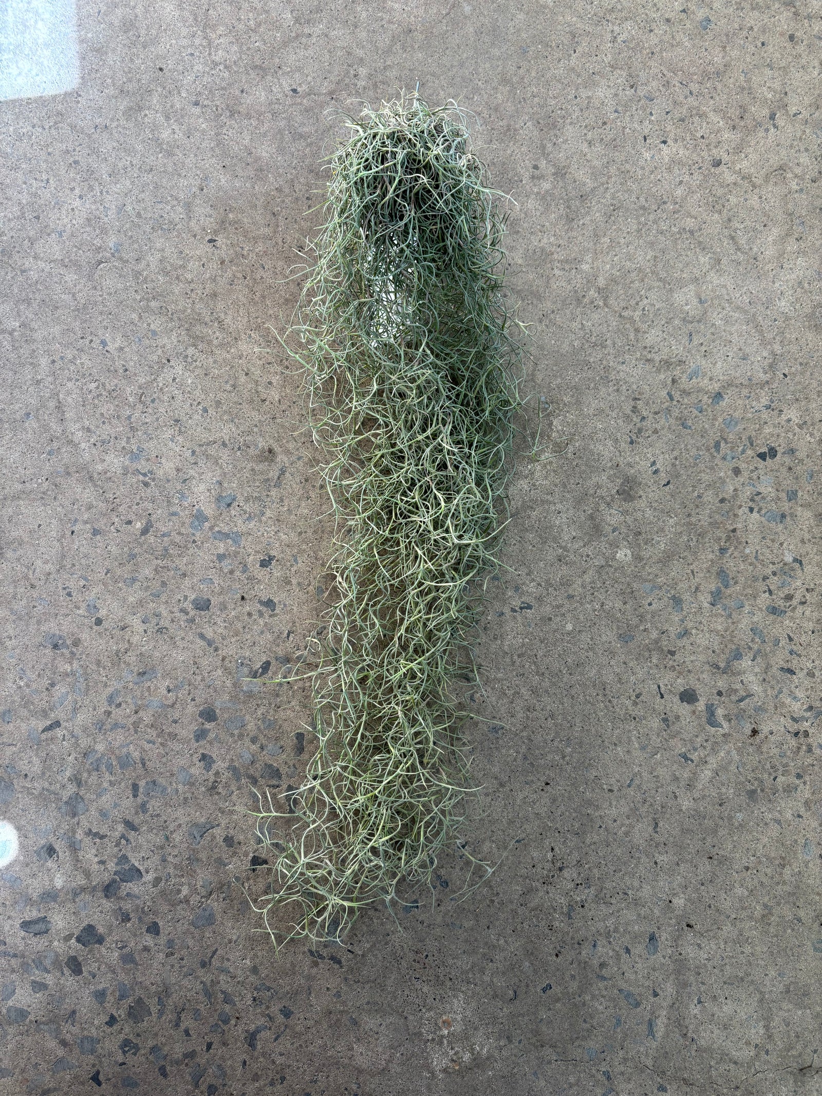 Tillandsia « Usneoides »