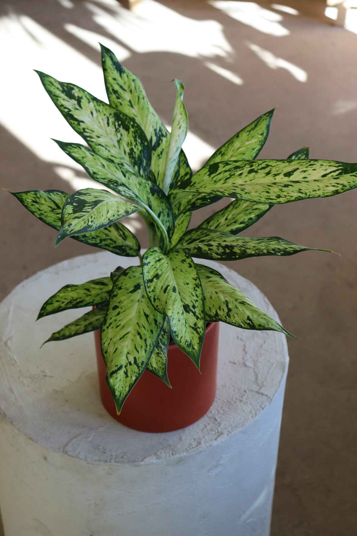 Dieffenbachia seguine « Starbright »