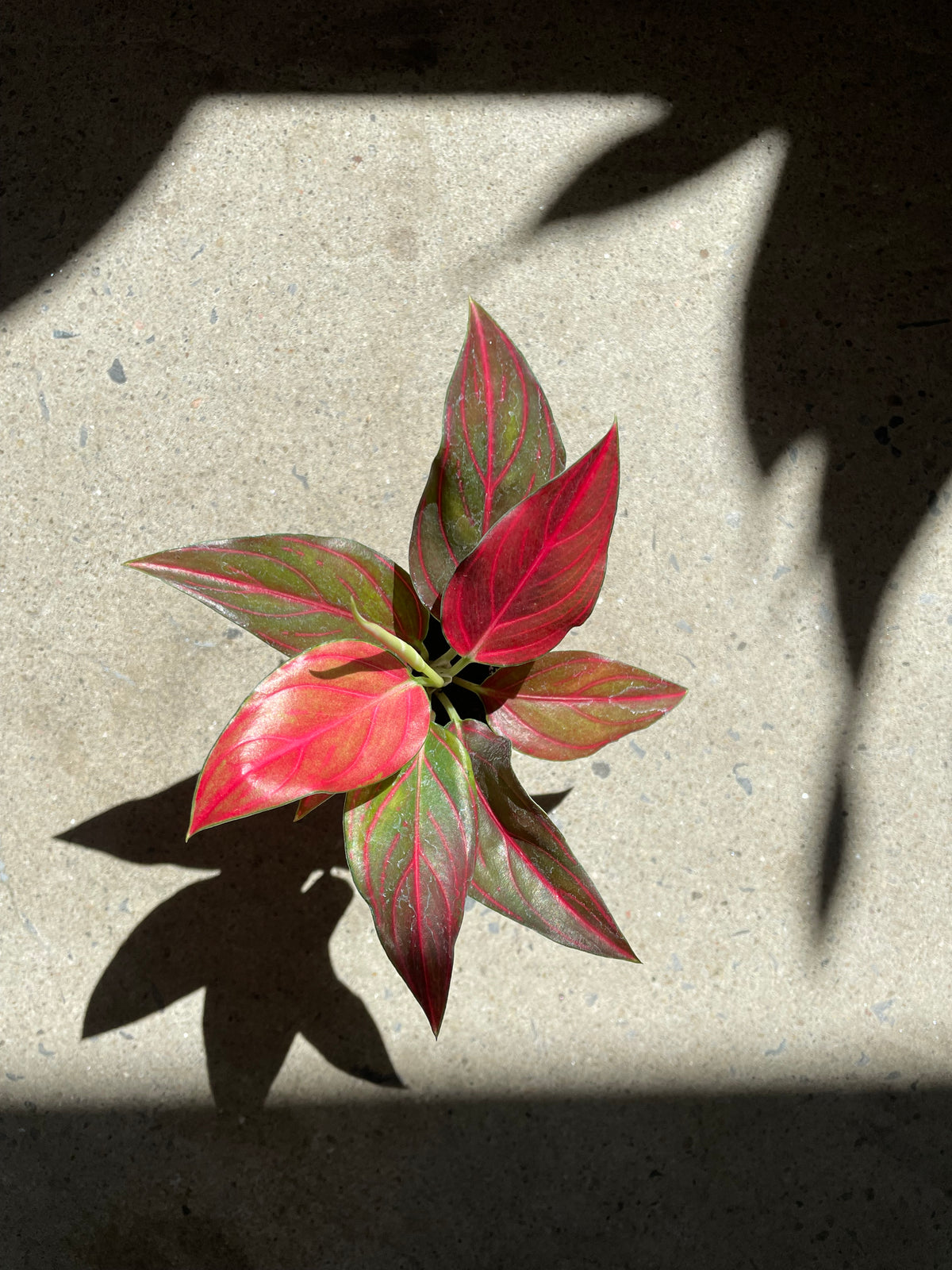 Aglaonema Red Vein