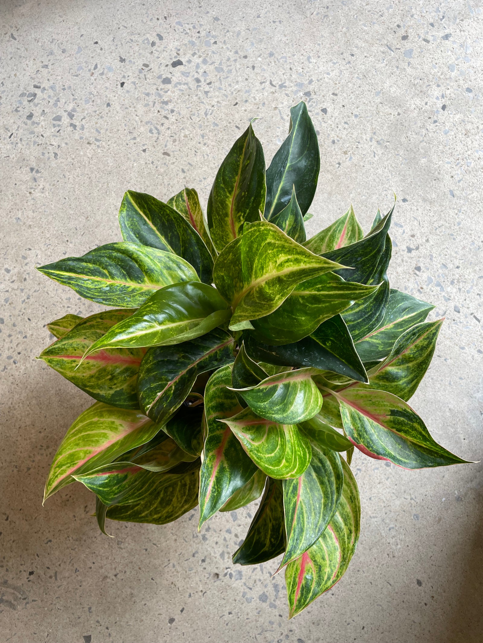 Aglaonema « Green Papaya »