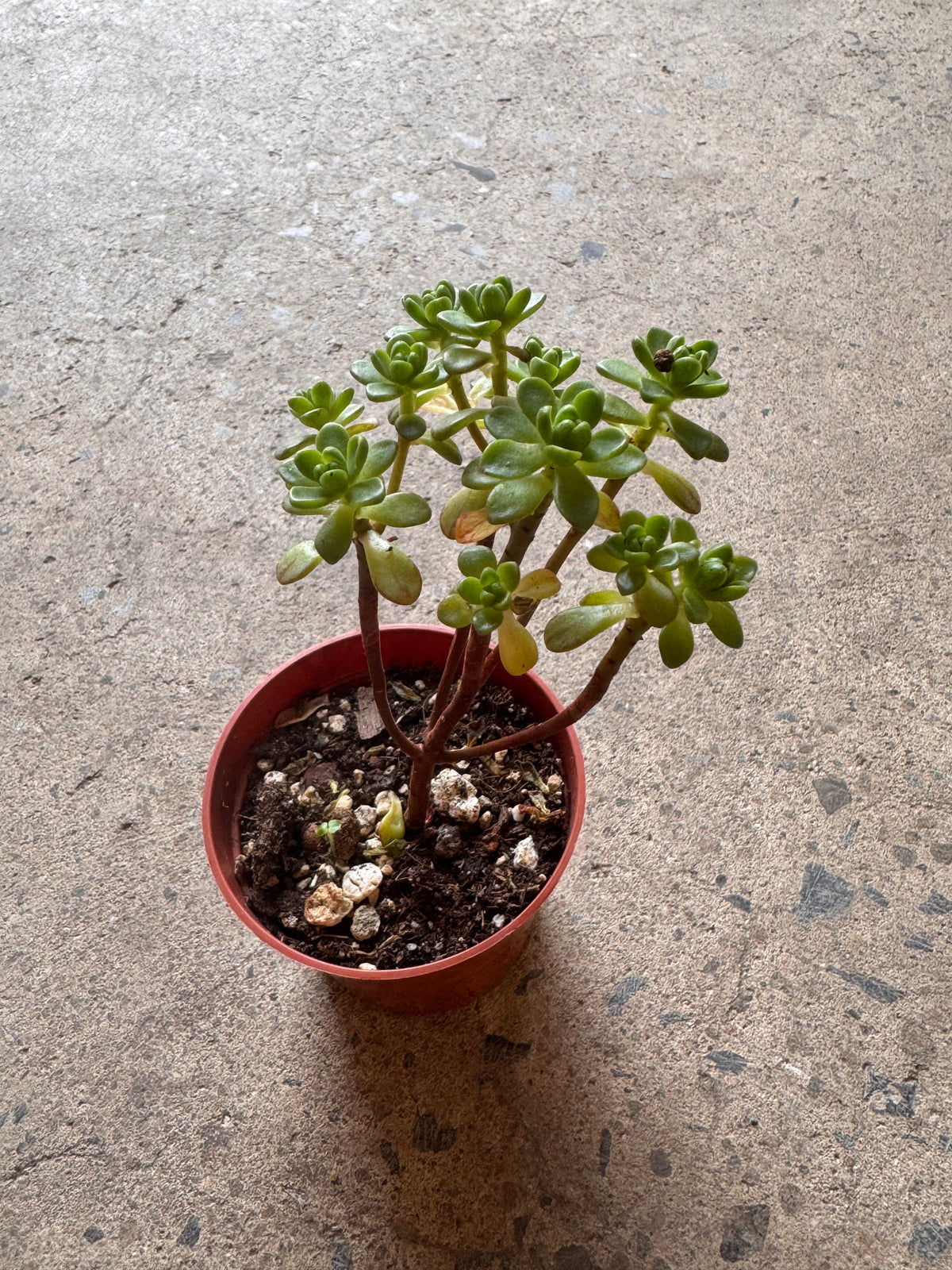 Aeonium sedifolium