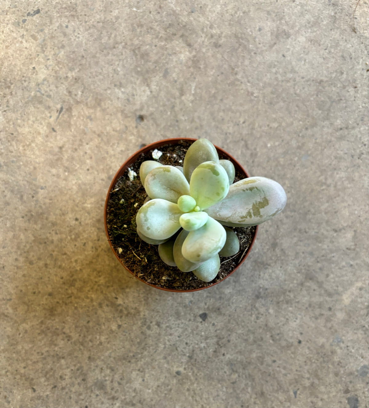 Pachyphytum Oviferum Moonstone